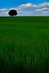 feld_baum_wolkenhimmel