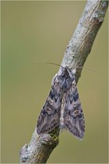 Feldbeifuß-Mönch(Cucullia artemisiae)