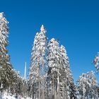 Feldberg 08 / Hessen