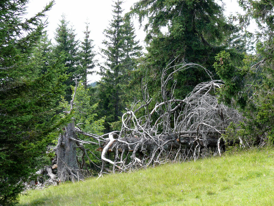 Feldberg