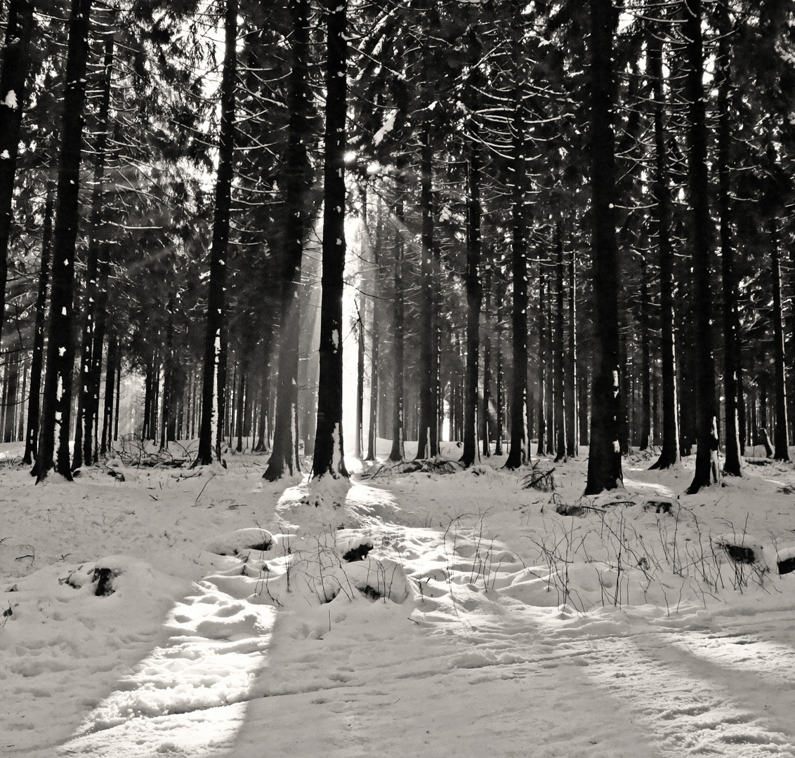 Feldberg im Schnee