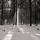 Feldberg im Schnee