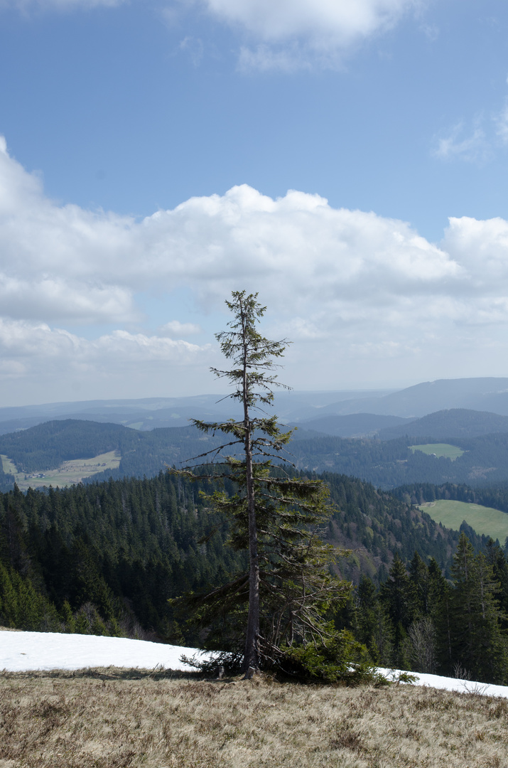 Feldberg im Schwarzwald