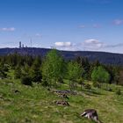 Feldberg im Taunus