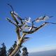 Feldberg im Taunus