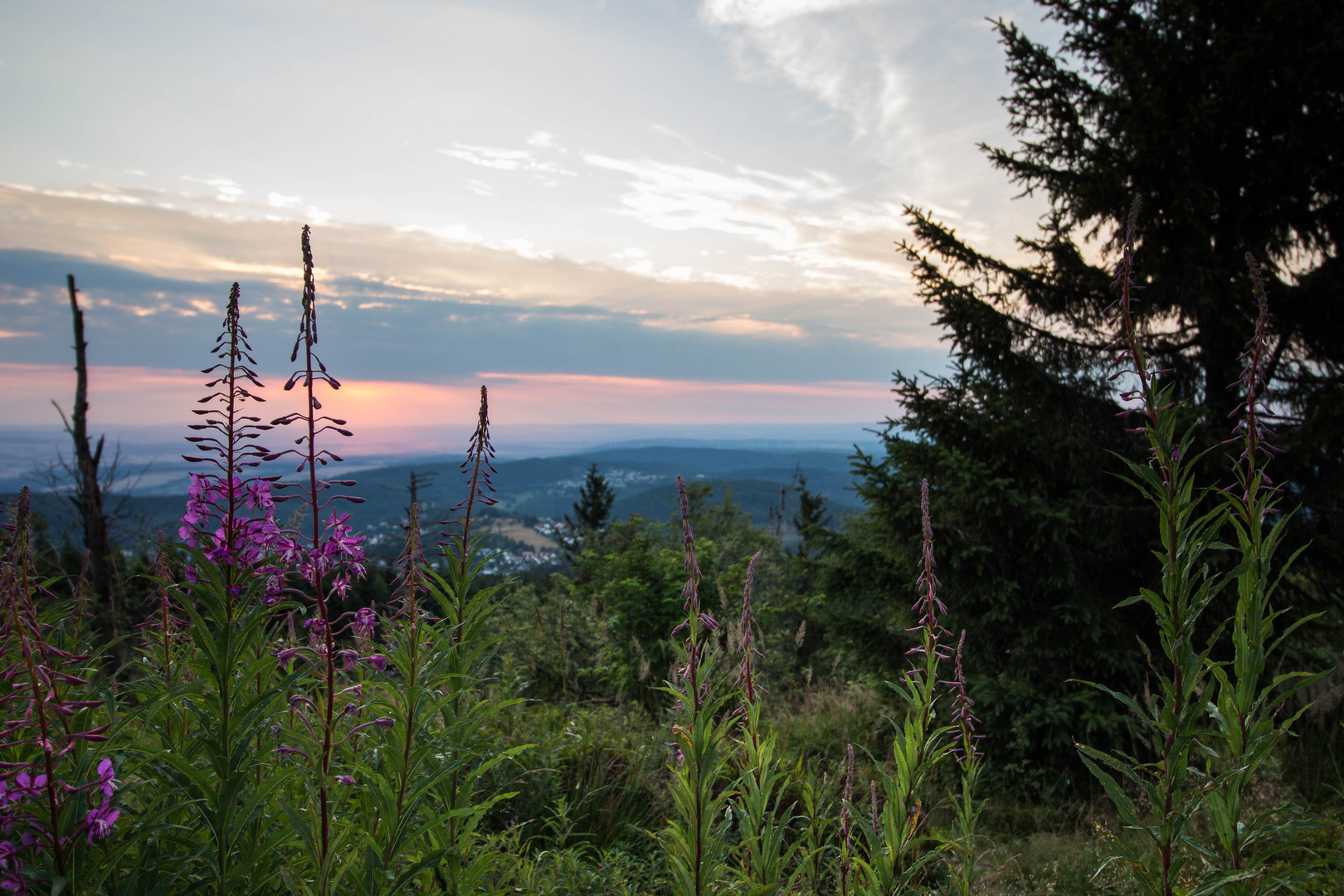 Feldberg-Natur am Abend