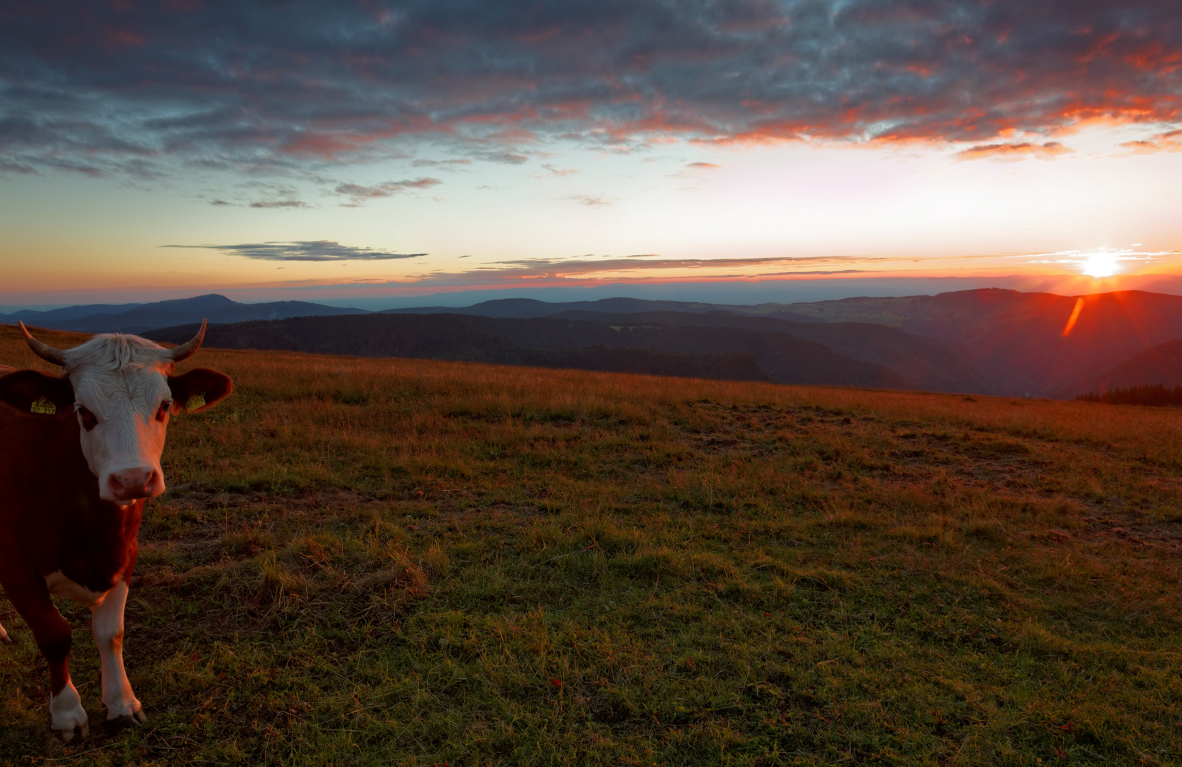 Feldberg Sunset mit Fleckvieh 