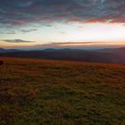 Feldberg Sunset mit Fleckvieh 