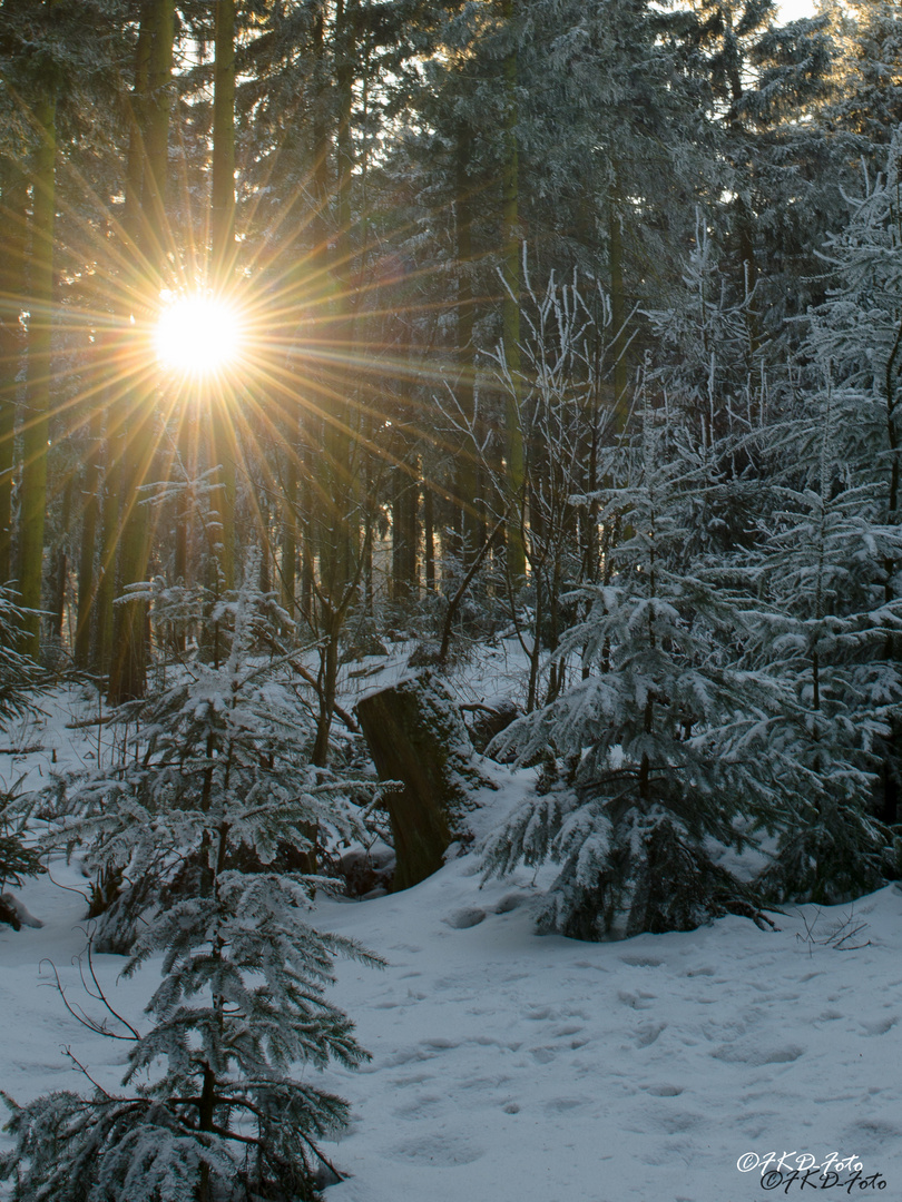 Feldberg-Taunus- Winterwald_FKD_5109