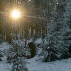 Feldberg-Taunus- Winterwald_FKD_5109