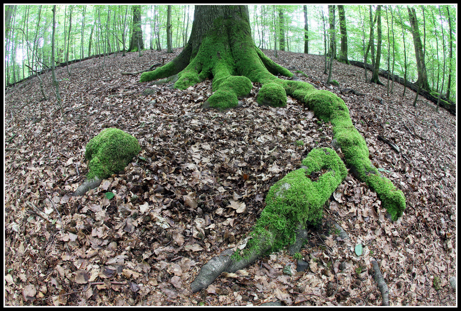 Feldberger Seenlandschaft