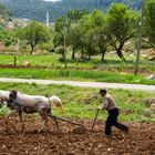 Feldbestellung im tiefen Anatolien, Türkei 