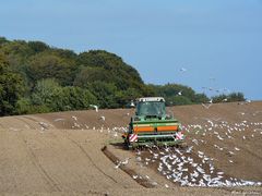 Feldbestellung mit Möwengesellschaft
