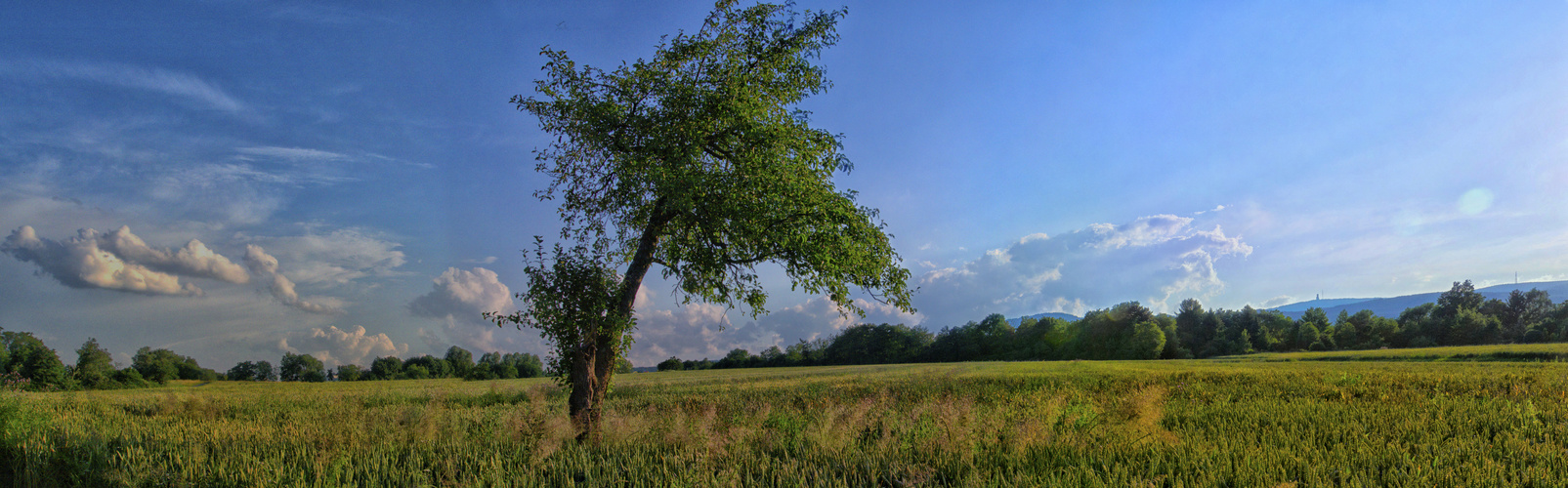 Feldblick