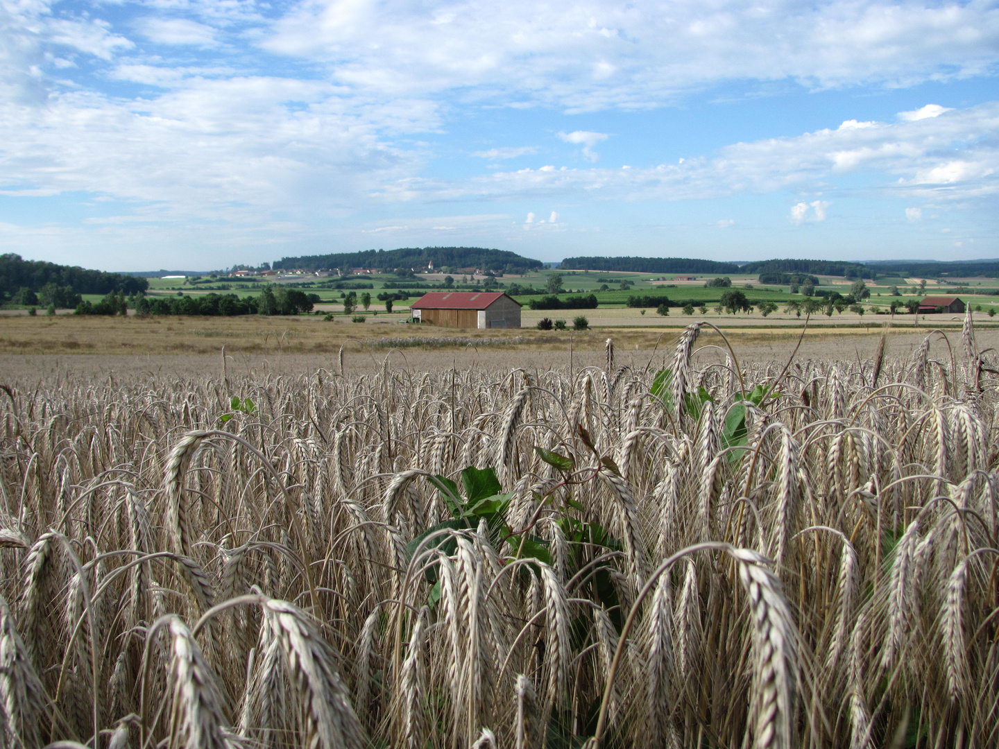 Feldblick