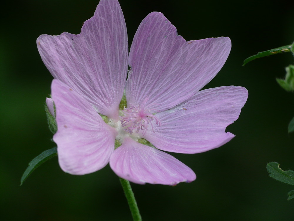 Feldblümchen