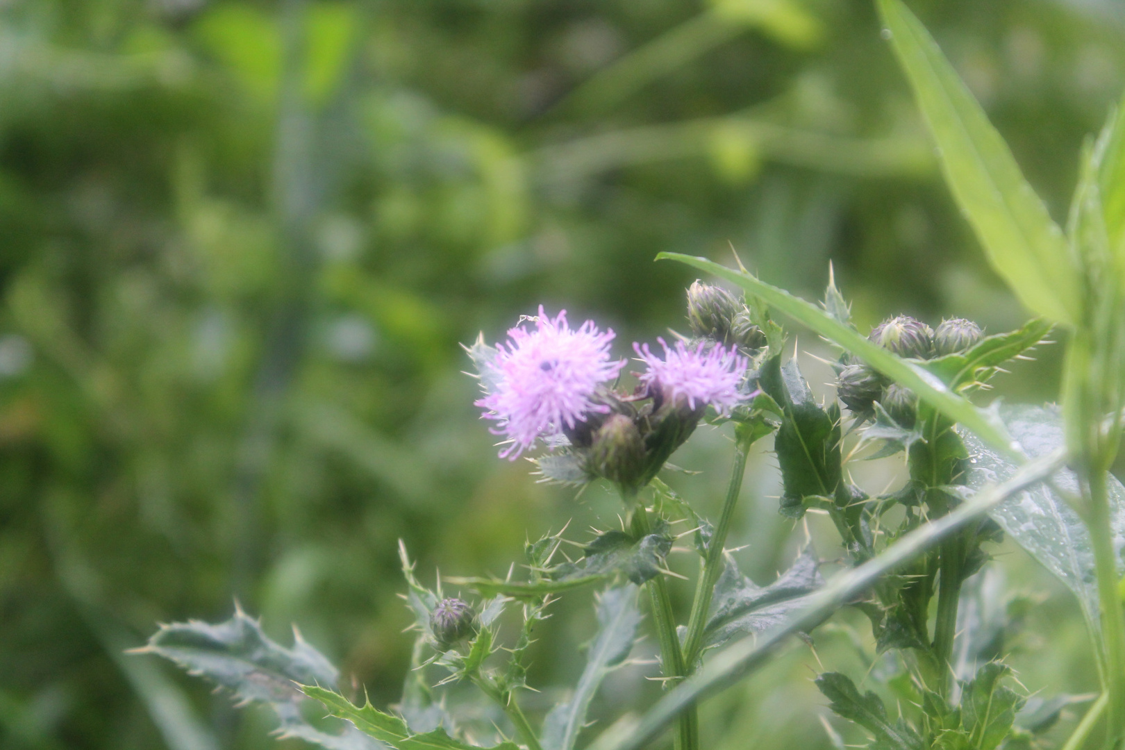 Feldblüten