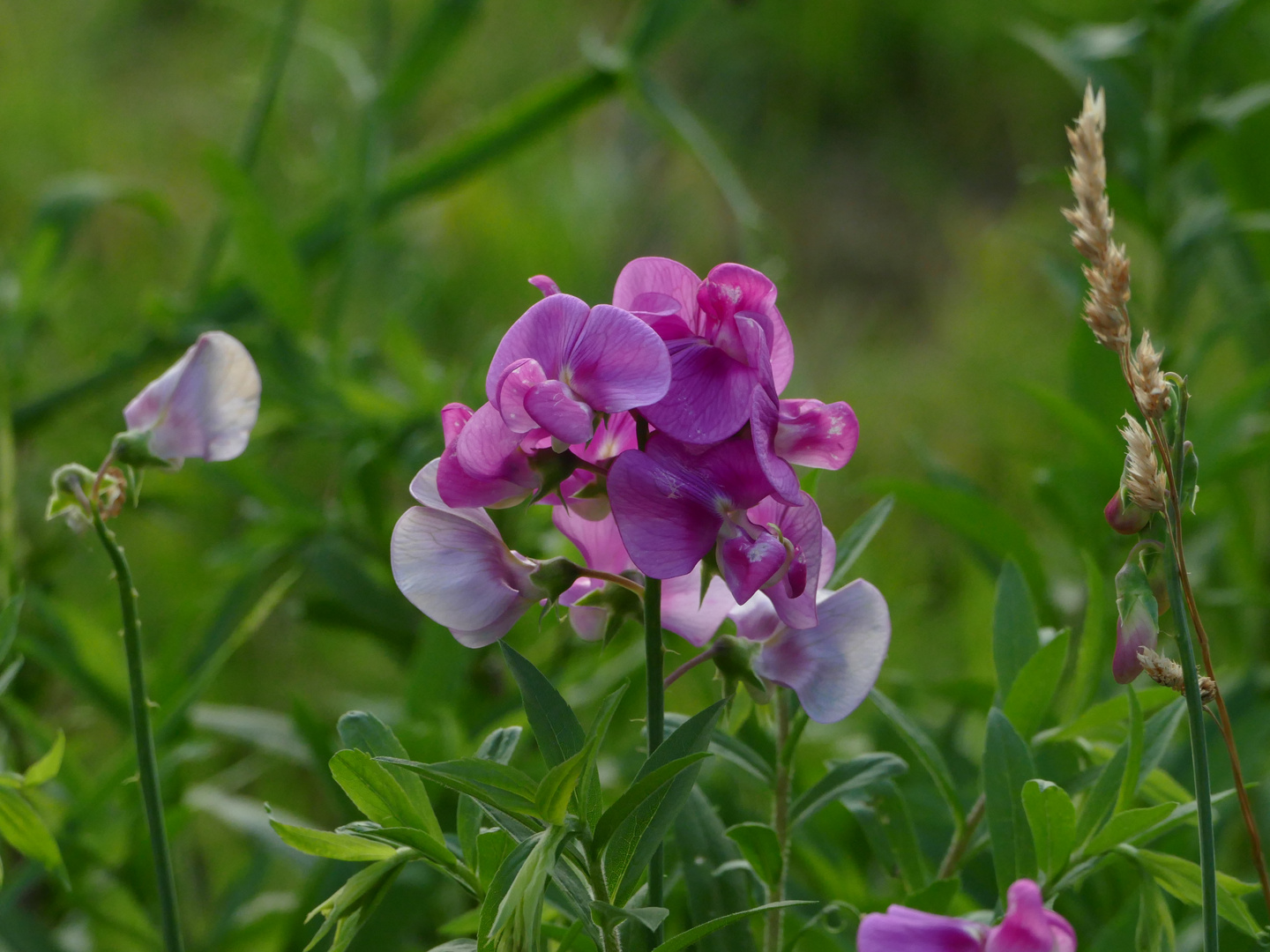 Feldblume