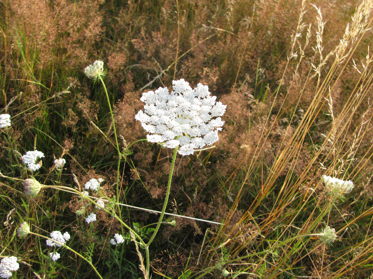 Feldblume