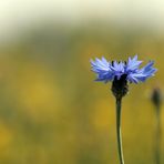 Feldblume