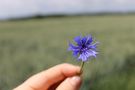 Feldblume von yanniwaits 