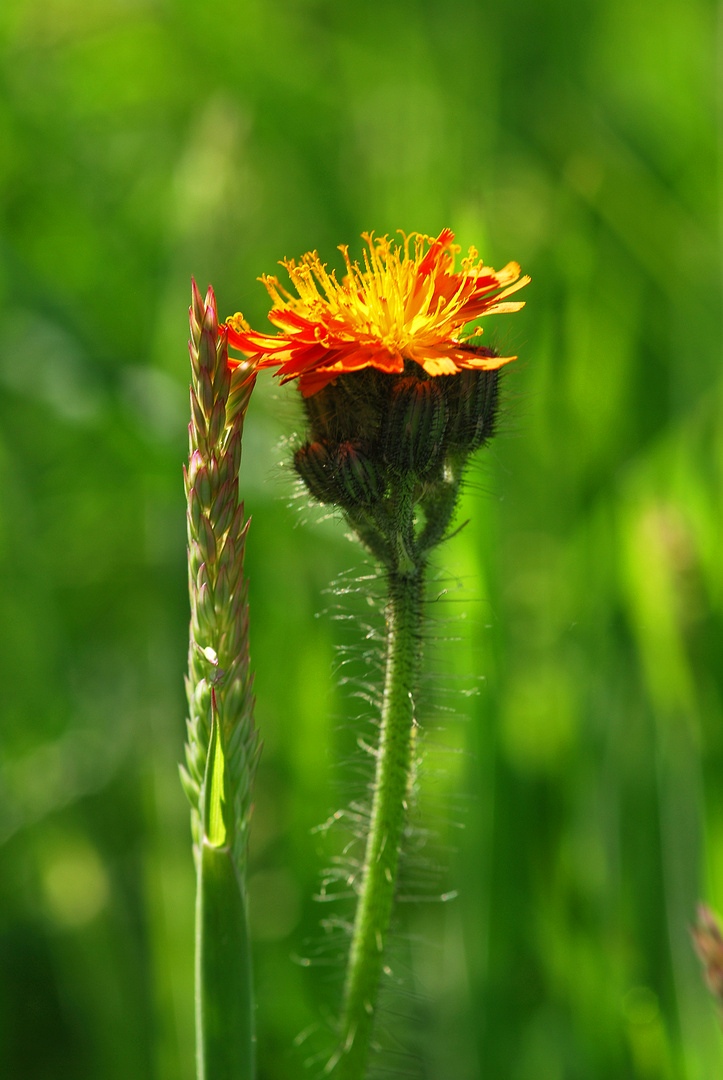 Feldblume