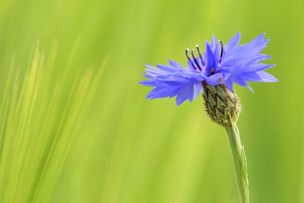 Feldblume