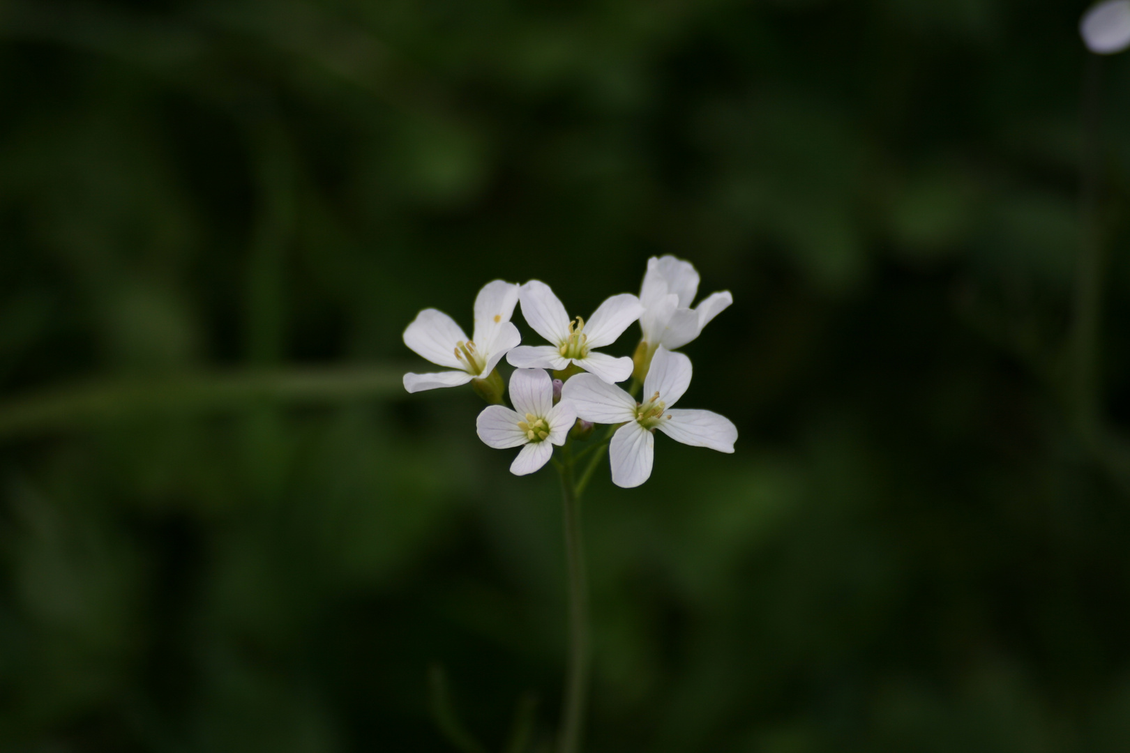 Feldblume