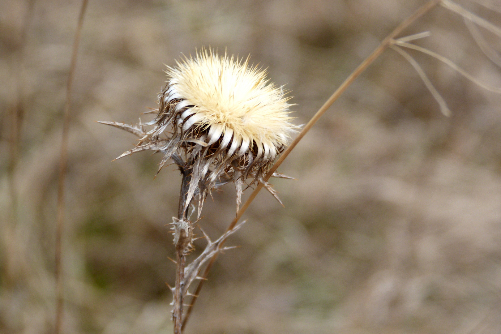 Feldblume