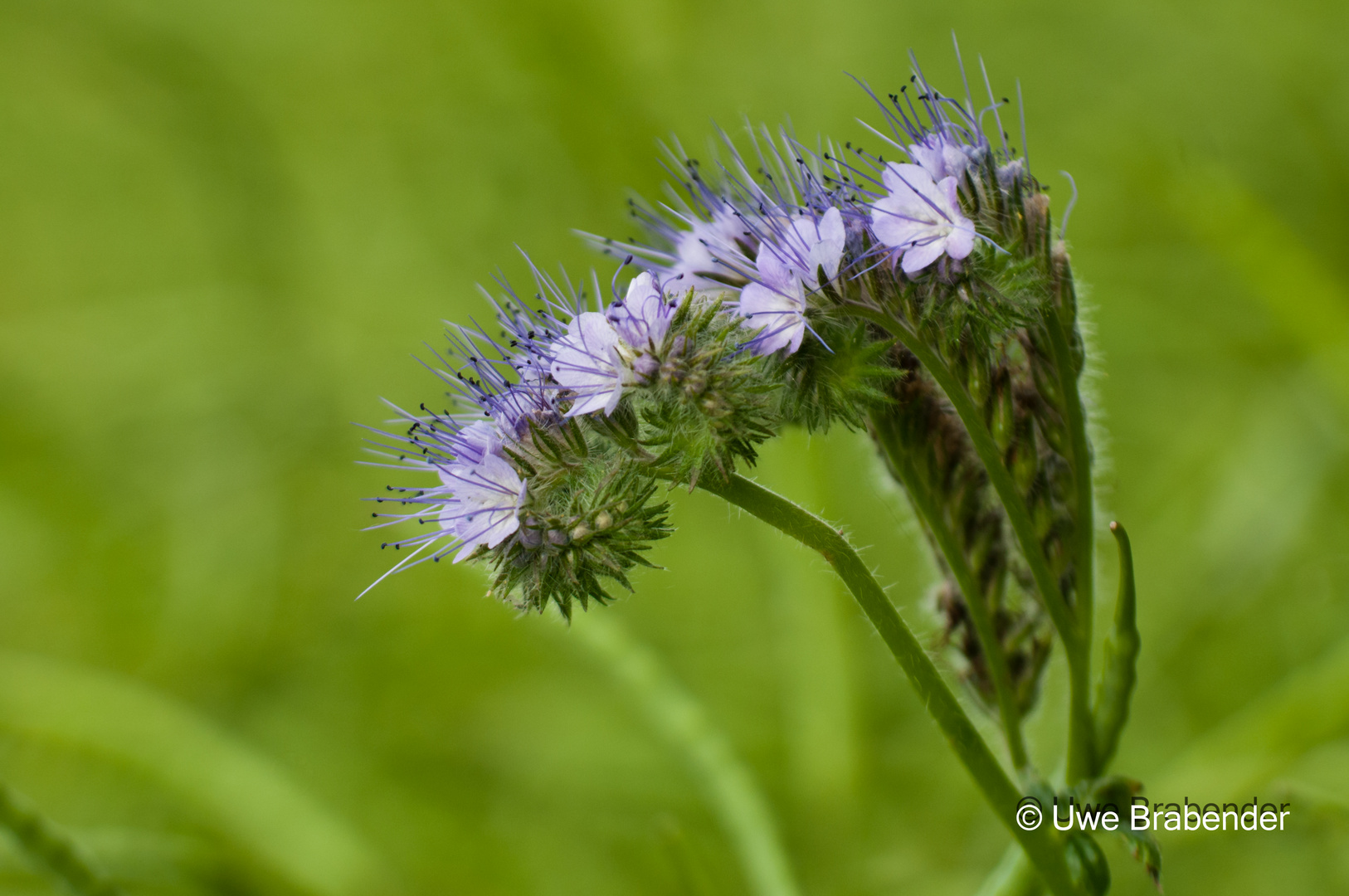 Feldblume