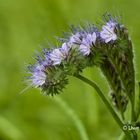 Feldblume