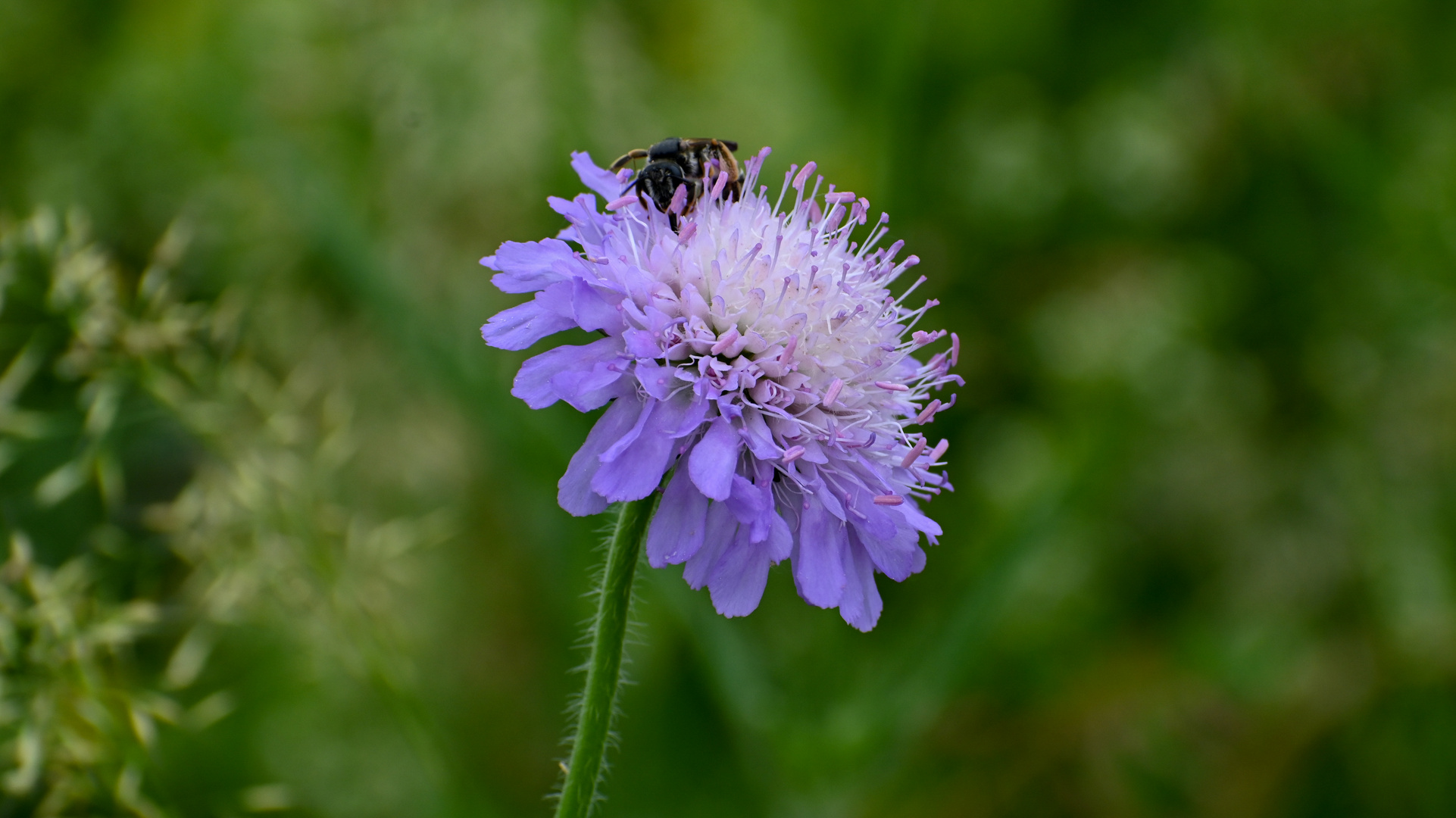 Feldblume mit Biene am Wegesrand