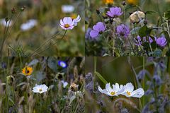 Feldblumen