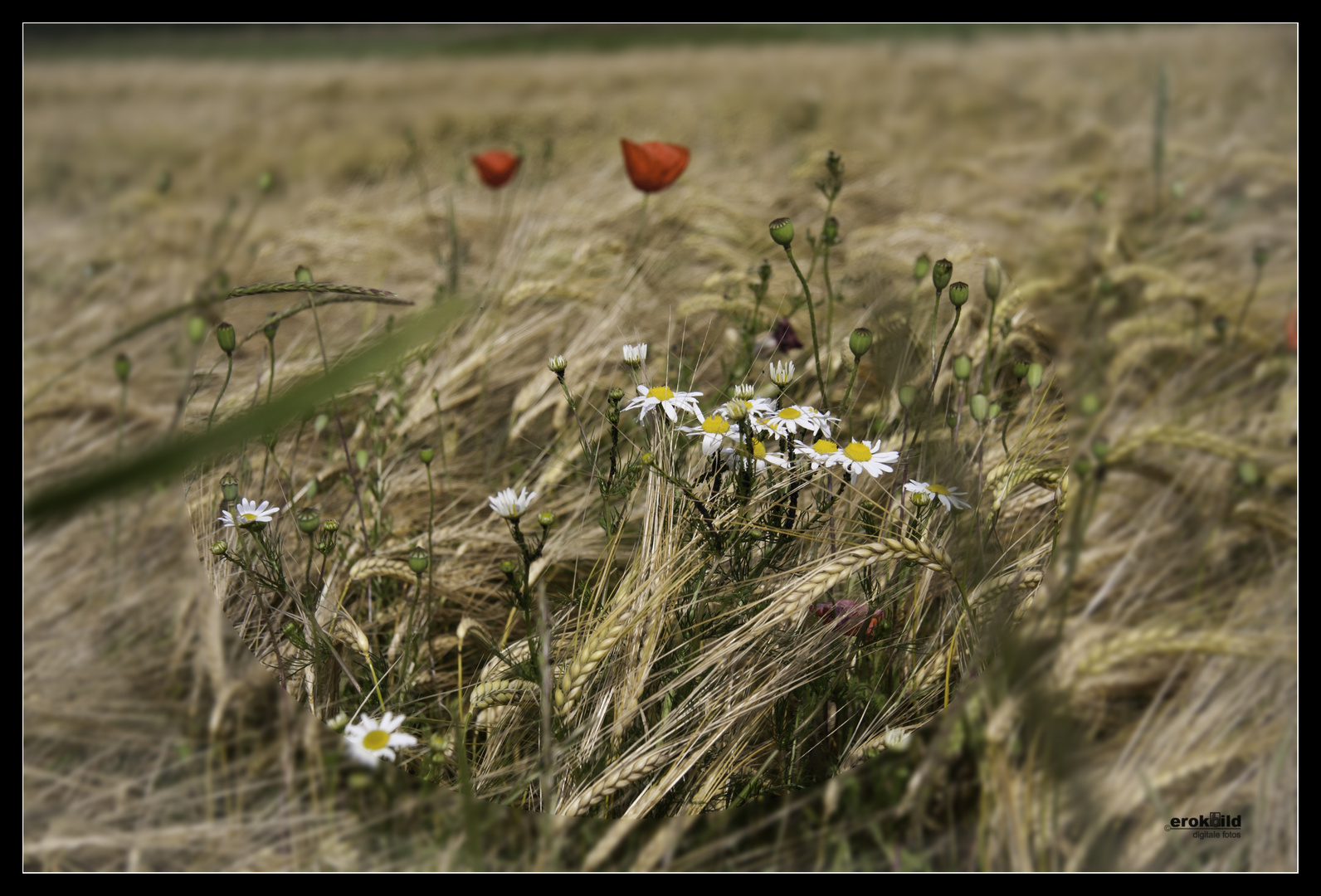 Feldblumen 1