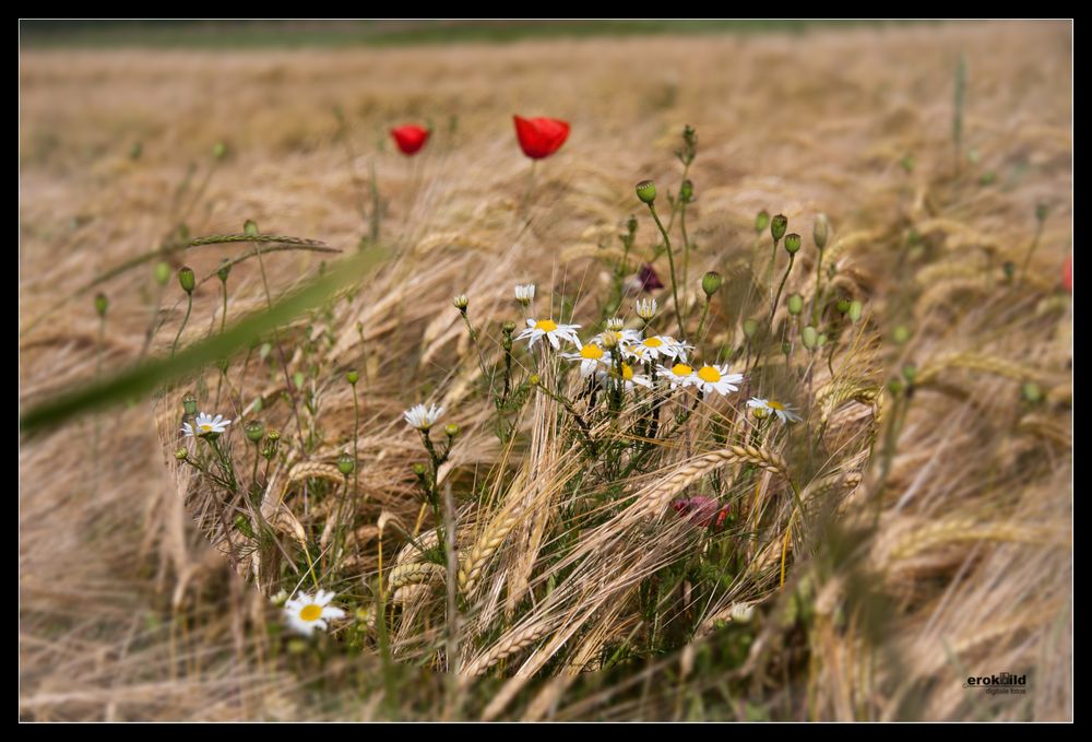 Feldblumen 1