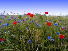 Feldblumen