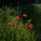 Feldblumen