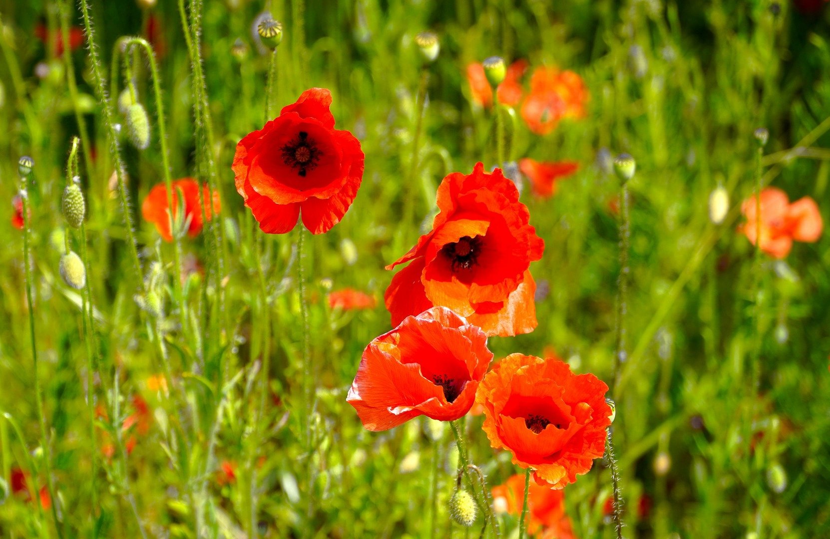 Feldblumen 