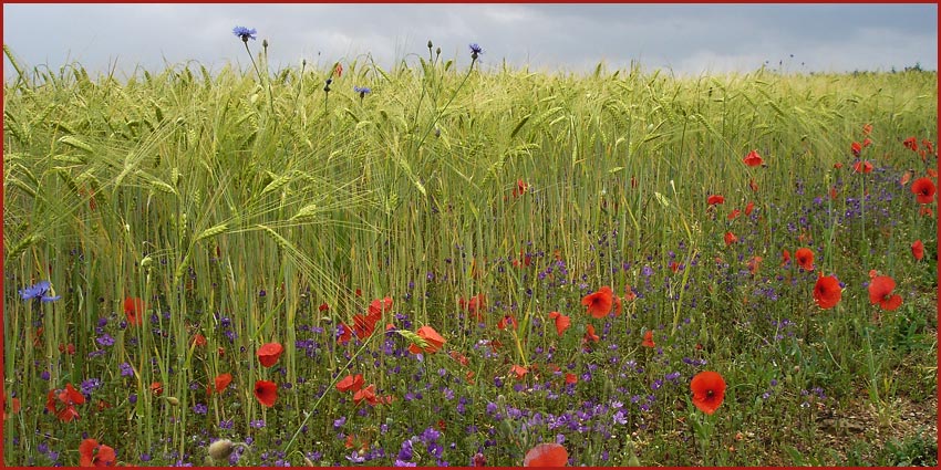 Feldblumen