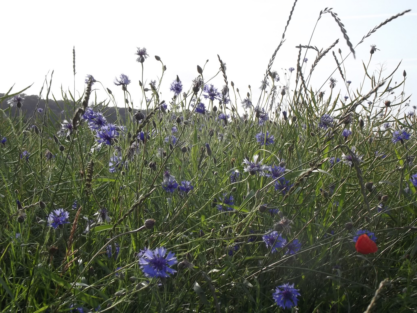 Feldblumen