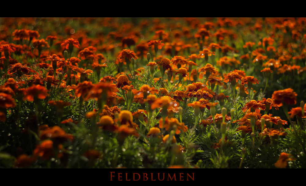 Feldblumen