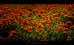 Feldblumen