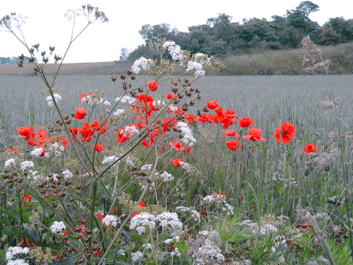 Feldblumen