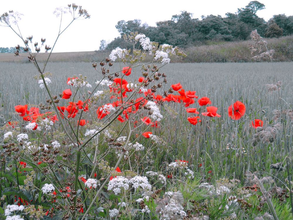 Feldblumen