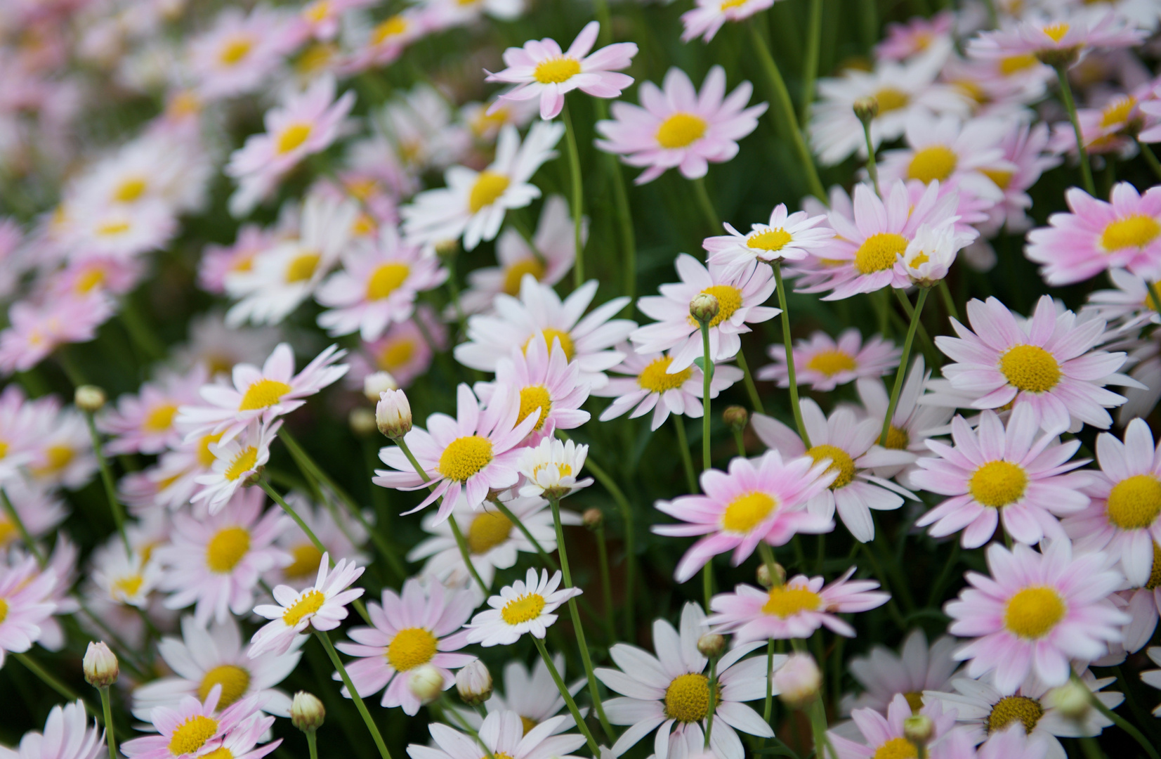 Feldblumen