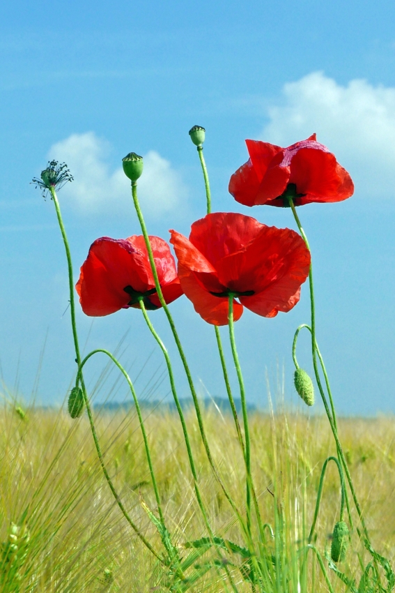 Feldblumen