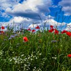 Feldblumen