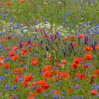 Feldblumen