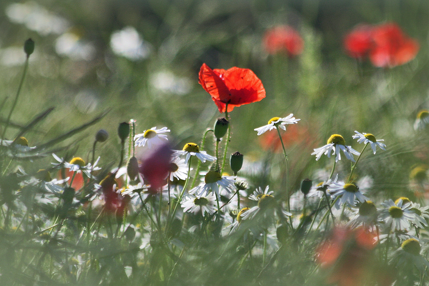 Feldblumen...