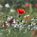 Feldblumen...